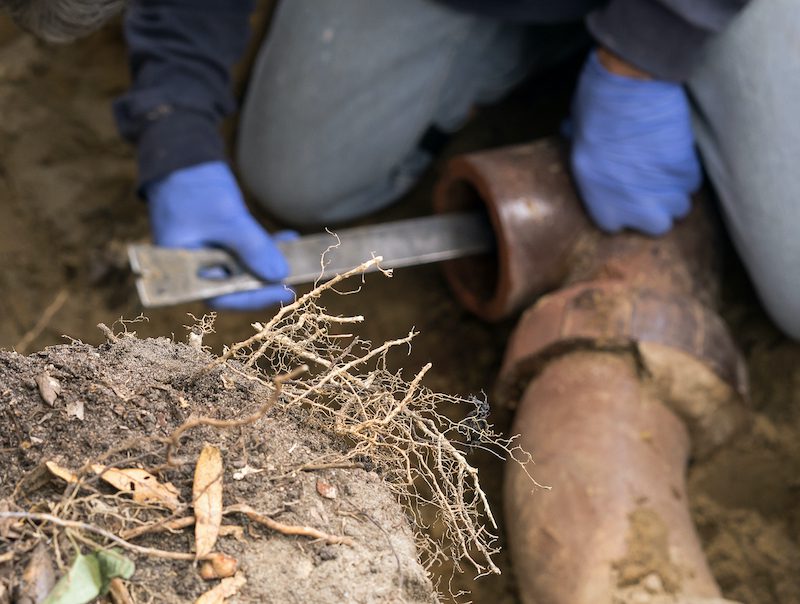 tree root infiltration can affect your plumbing system without you even knowing about it!